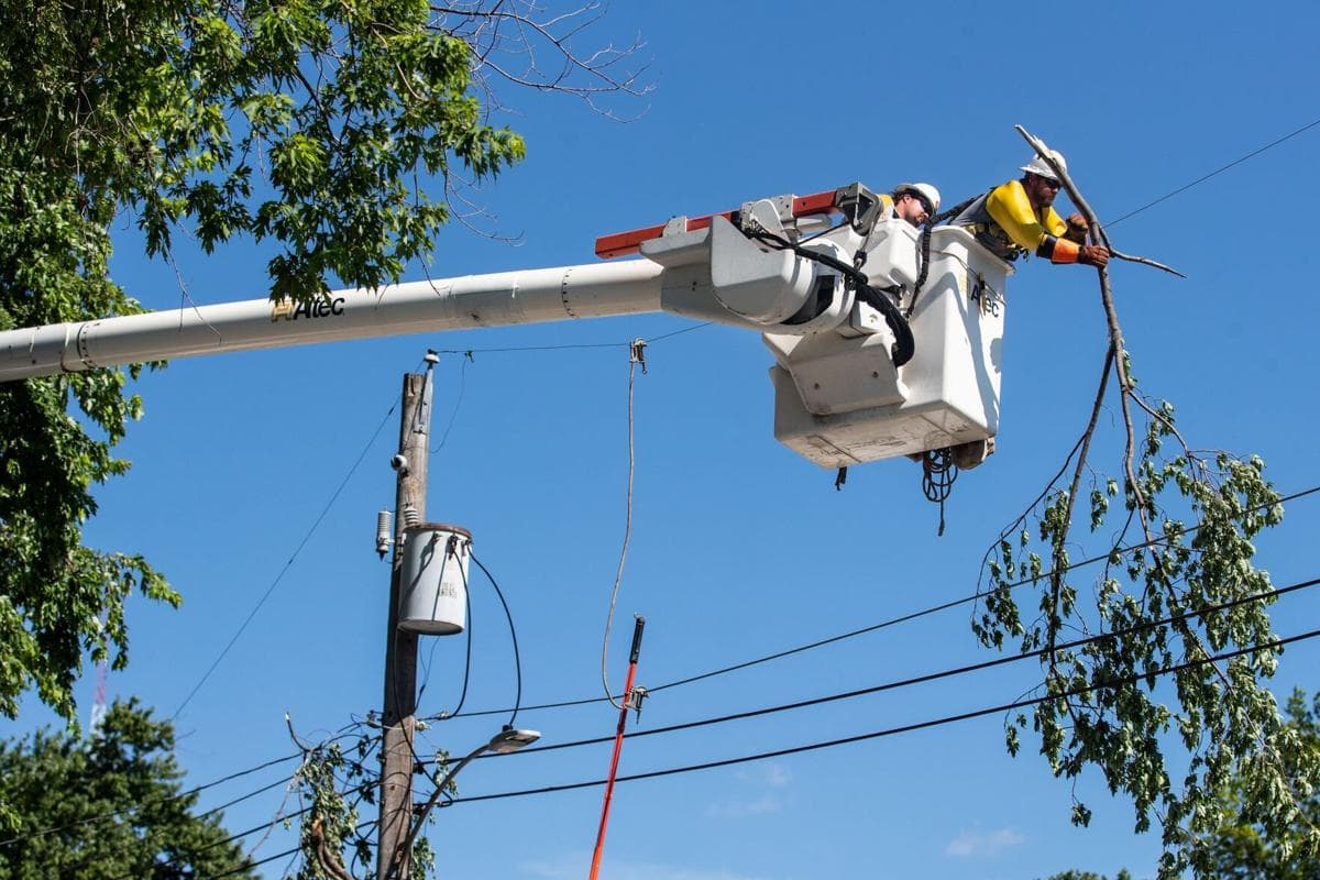 Lineman cut trees