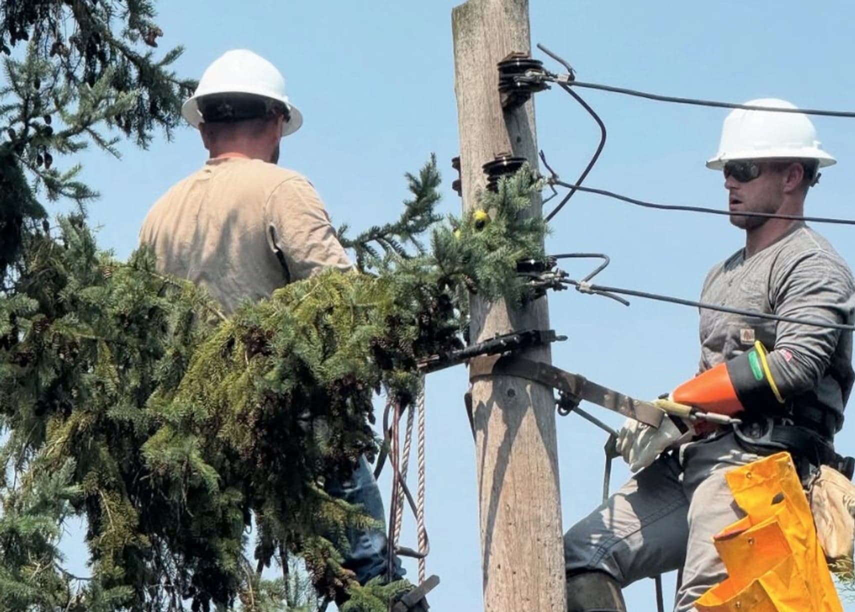 Two linemen working at height on a wooden utility pole beside a pine tree